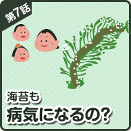 海苔も 病気になるの？